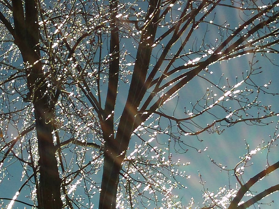 shallow focus photography of bare tree, trees, branches, ice HD wallpaper