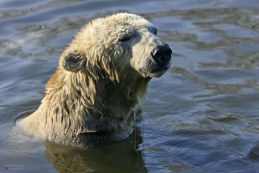 polar bear, zoo, animal, animal themes, one animal, water, mammal HD wallpaper