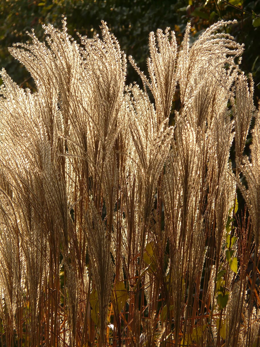 miscanthus, miscanthus sinensis, back light, licorice, poaceae HD wallpaper