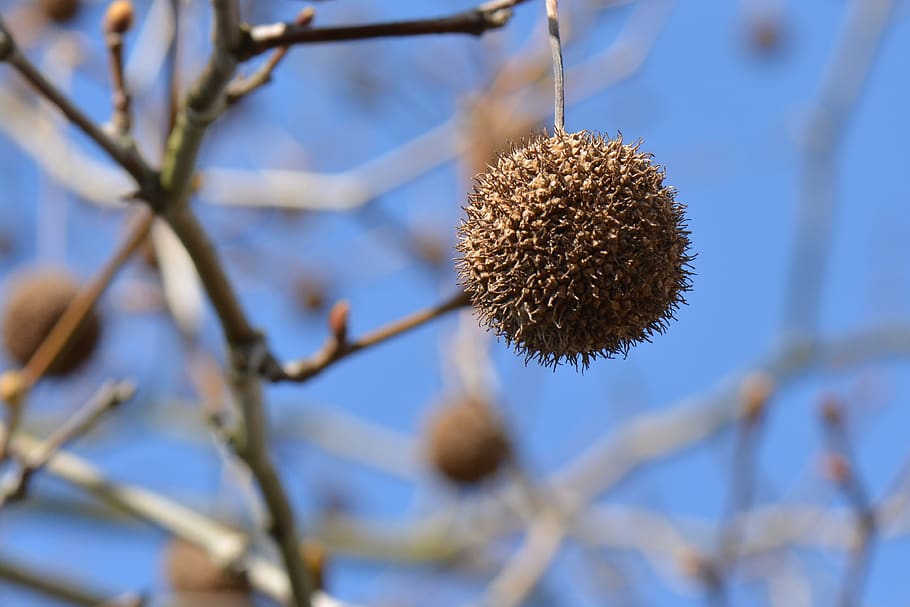 branches, nature, tree, air, plant, growth, close-up, focus on foreground HD wallpaper