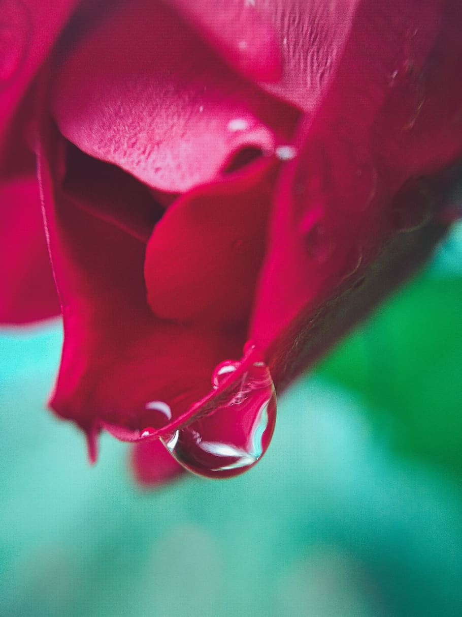 macro, rose, drop, rosa, petal, close-up, flowering plant, beauty in nature HD wallpaper