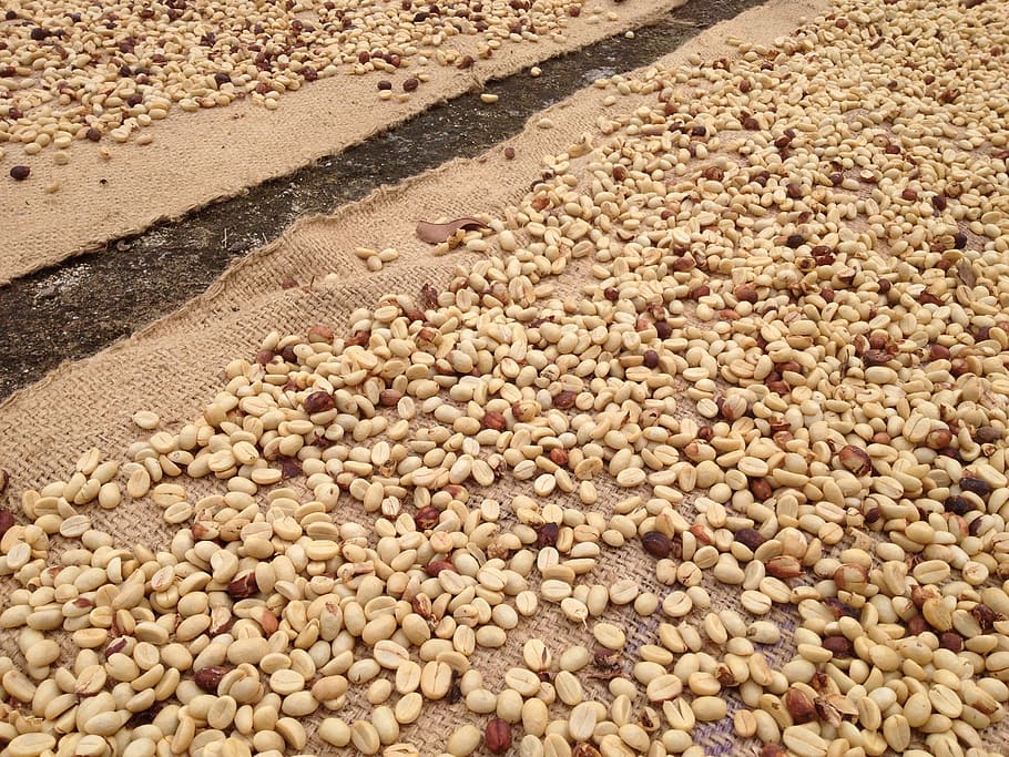 raw coffee, coffee beans, drying coffee, agriculture, organic HD wallpaper