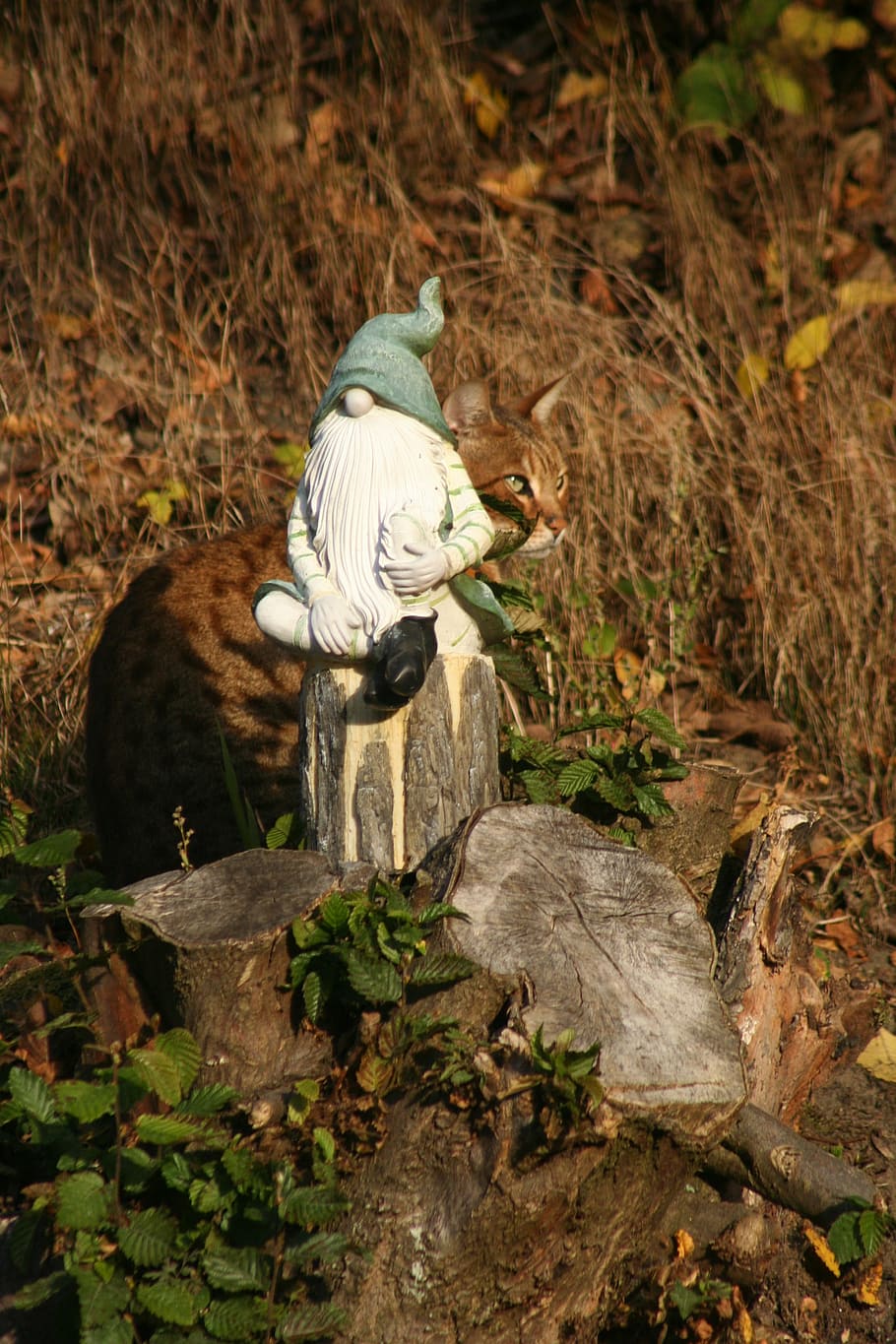 dwarf, camouflage, cat, imp, fur, animals, hidden, garden gnome HD wallpaper