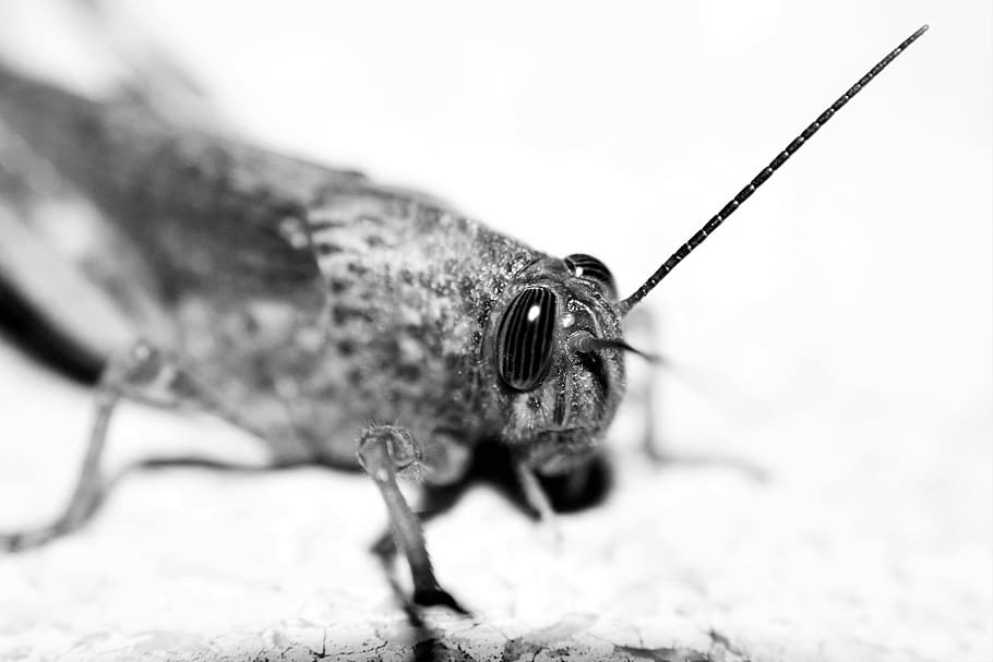 Grasshopper, Macro, Eyes, Antenna, arthropod, nature, lobster HD wallpaper
