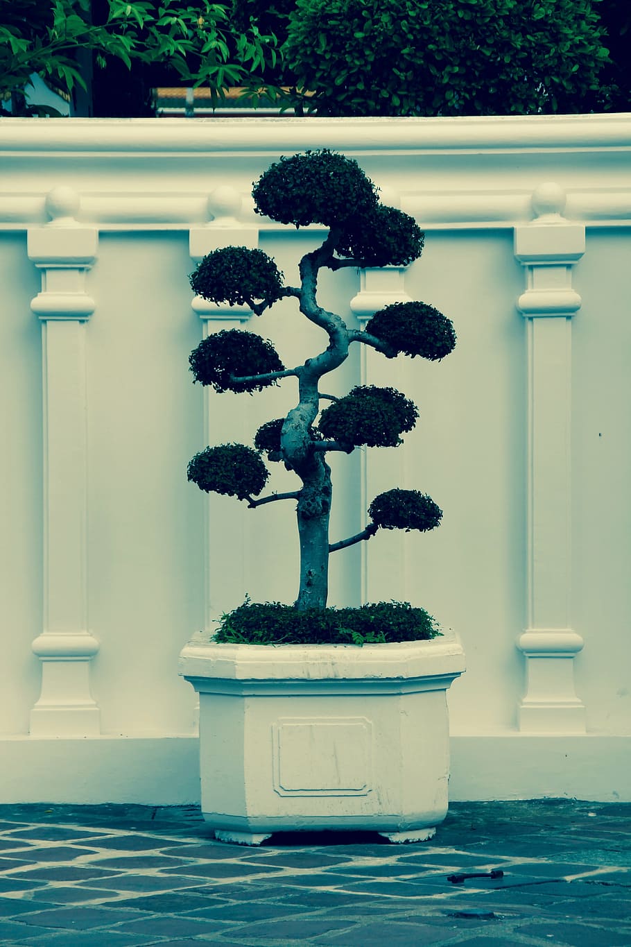 bonsai, tree, bäumchen, green, leaves, grow, potted plant HD wallpaper