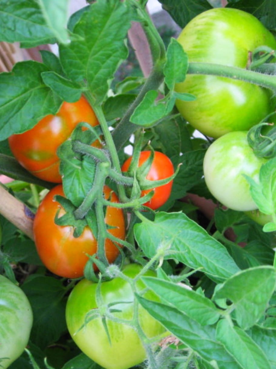 tomatoes, garden, vegetable, growing, food, fruit, green, red HD wallpaper