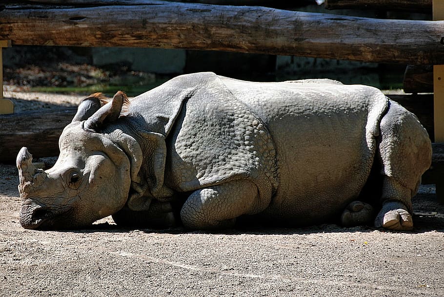 rhino, lying, zoo, rest pause, outdoor enclosures, animal wildlife HD wallpaper