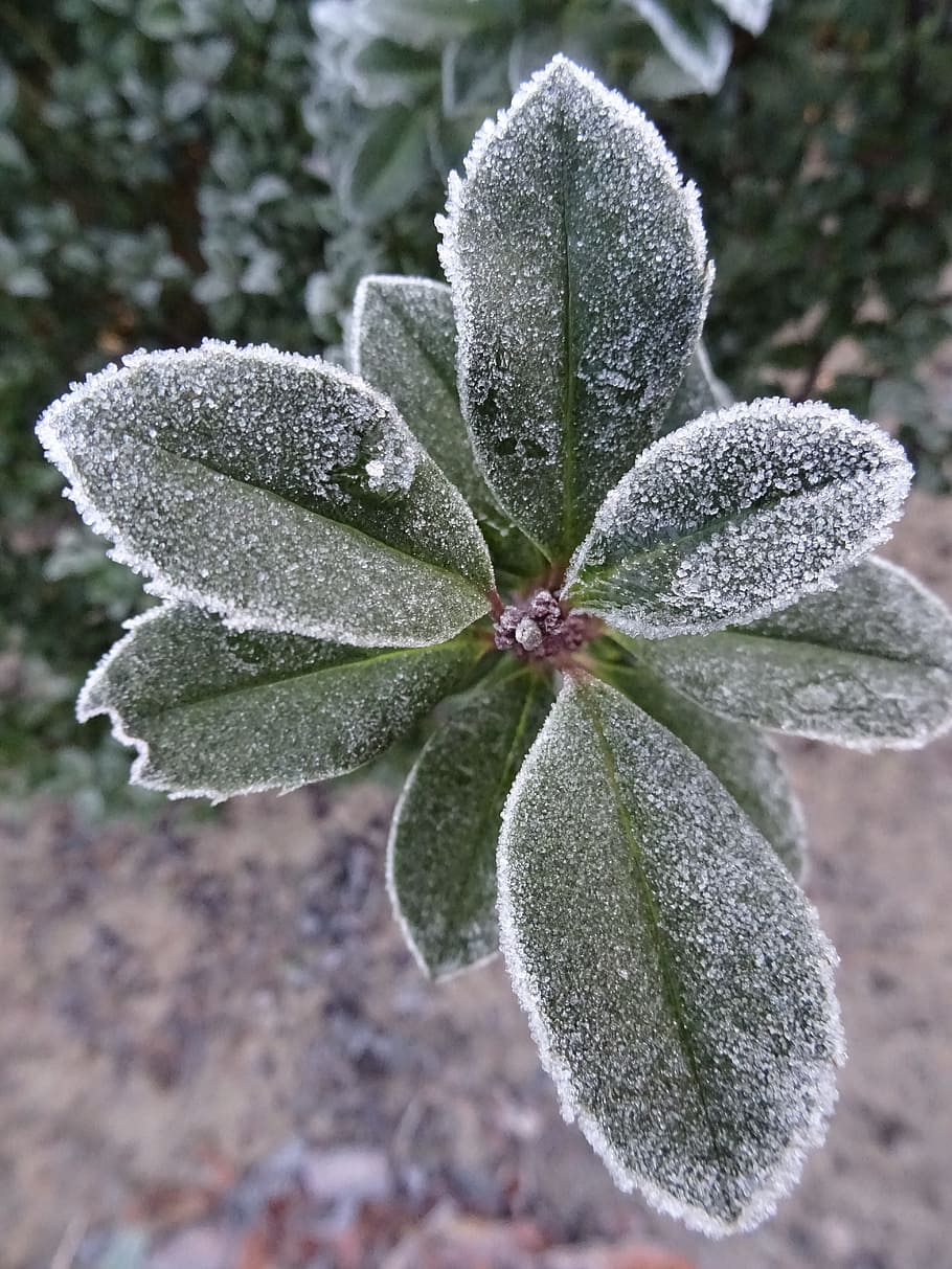 frost, winter, nature, cold temperature, snow, close-up, focus on foreground HD wallpaper
