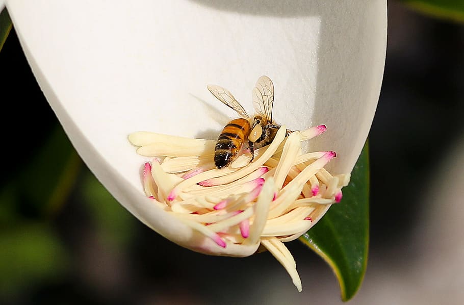 bee, flower, magnolia, pollination, pollen, stamens, insect HD wallpaper