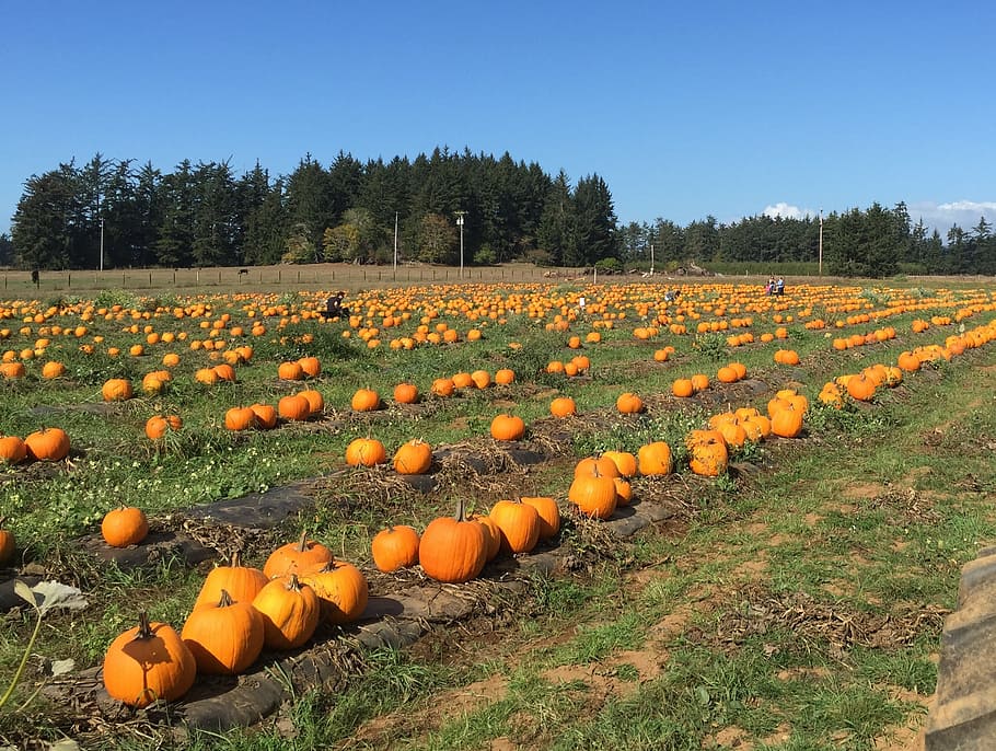 pumpkin, farm, harvest, halloween, food, vegetable, autumn, HD wallpaper