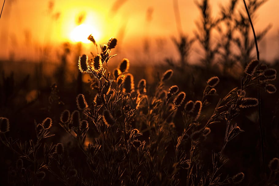 silhouette of plant during sunset, sunrise, dawn, evening, morning, HD wallpaper
