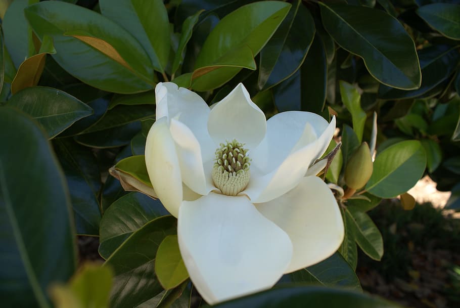 magnolia, white, spring, summer, flower, blossom, garden, blooming HD wallpaper