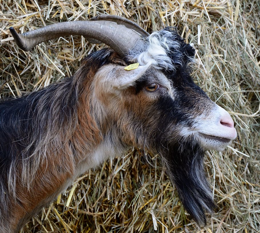 Goat'S Head, Face, Portrait, livestock, mammal, furry, bart HD wallpaper