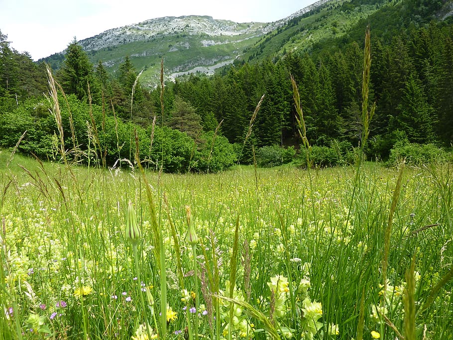 vercors, prairie, mountain, plant, growth, green color, beauty in nature HD wallpaper