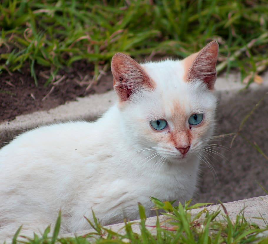 cat, white, pet, kitten, cute, feline, animal, fur, kitty, domestic HD wallpaper