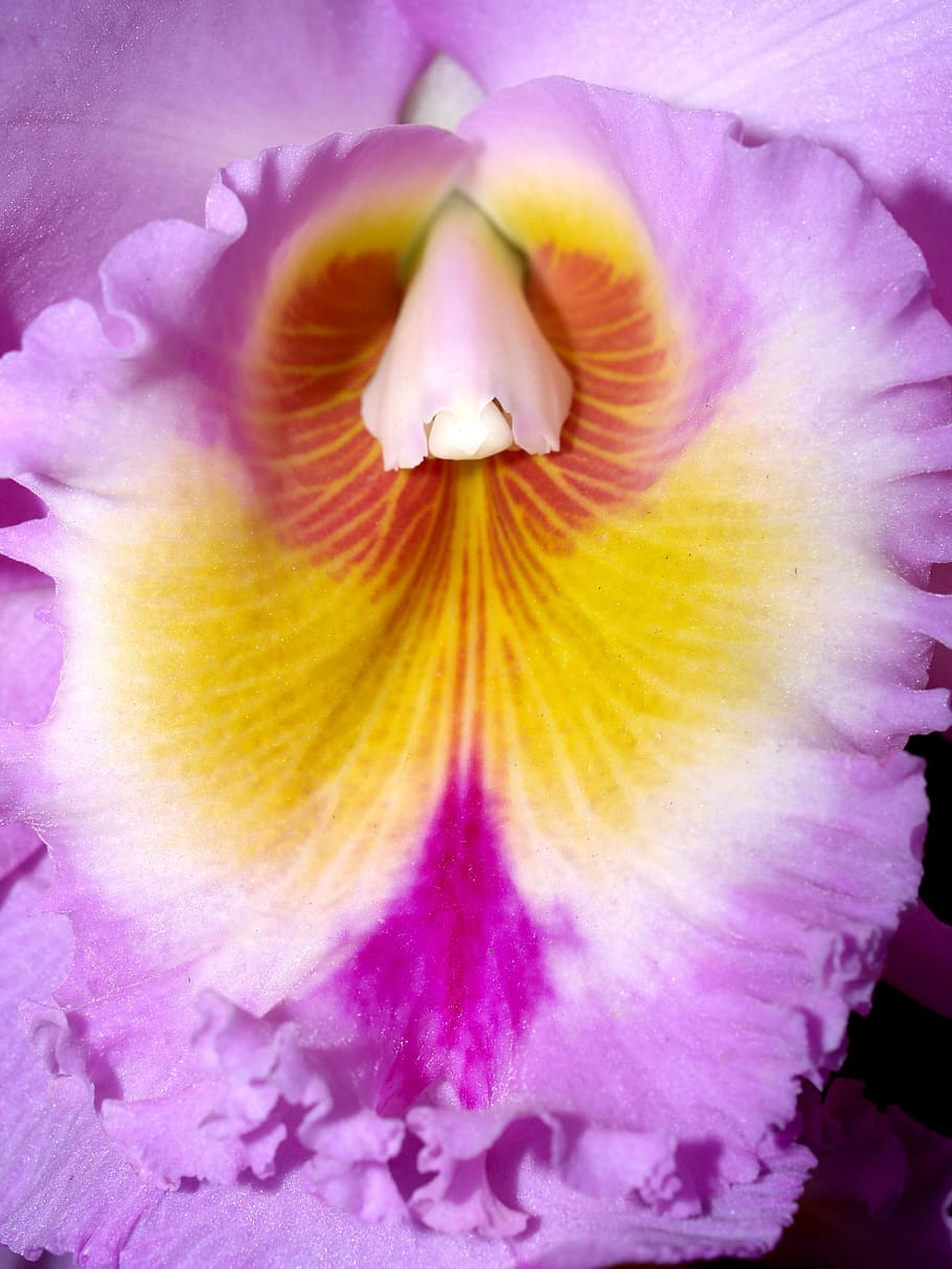 Orchid, Flower, Violet, Flora, bright, growth, decoration, bud HD wallpaper