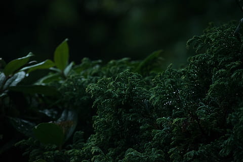 green leaves selective focal photo, selective focus photography of green leafed plants HD wallpaper