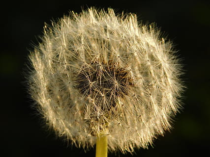 taraxacum, nature, flower, dandelion, flowering plant, fragility HD wallpaper