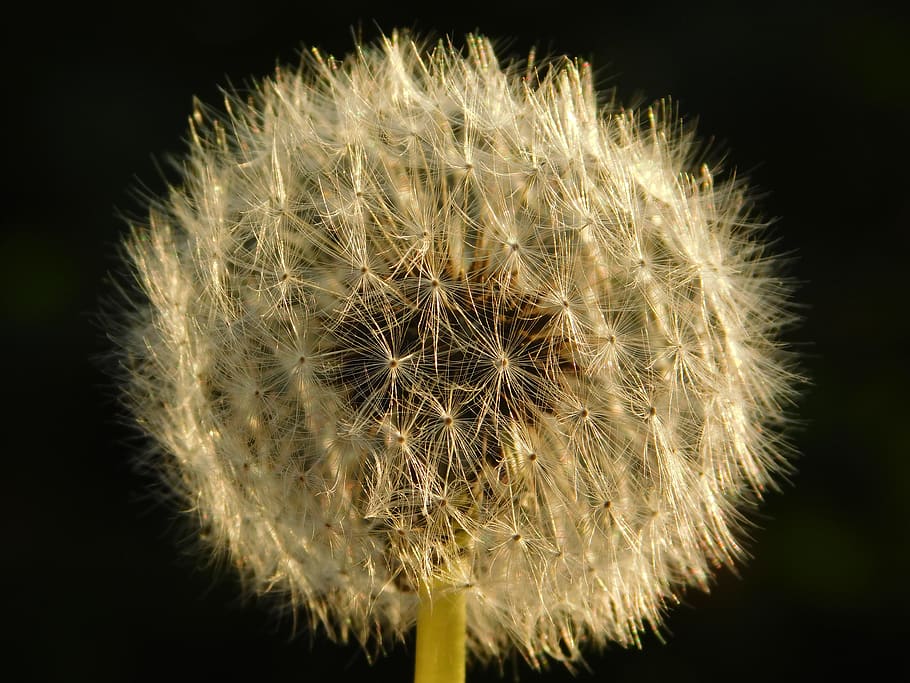 taraxacum, nature, flower, dandelion, flowering plant, fragility HD wallpaper