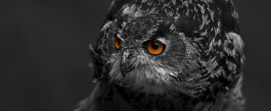 black and gray owl, eagle owl, bird, eyes, feather, bird of prey