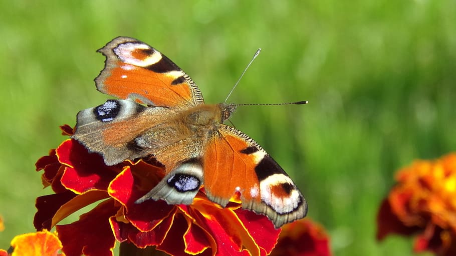 marigold, flower, macro, butterfly, nature, insect, rusalka HD wallpaper