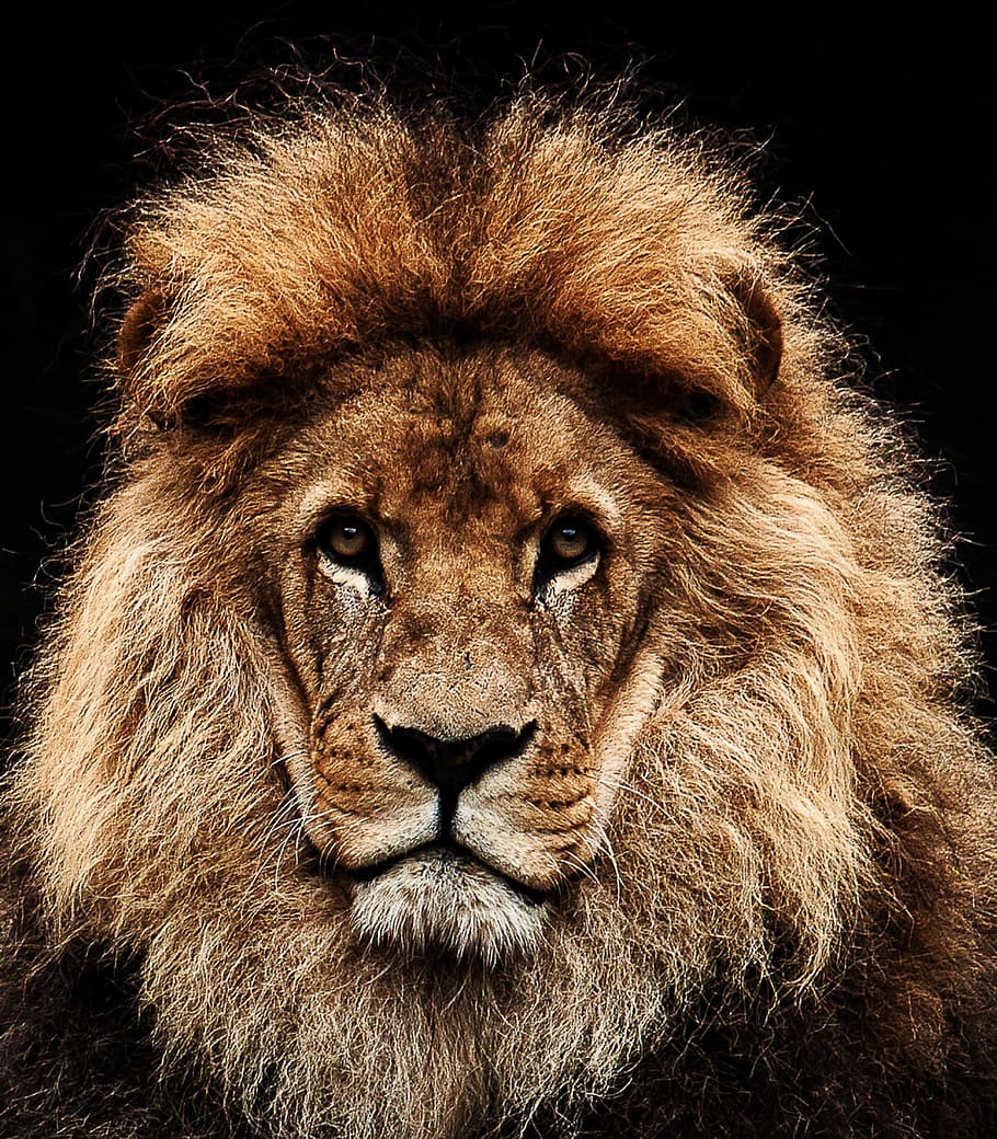 lion with black background, predator, cat, zoo, one animal HD wallpaper