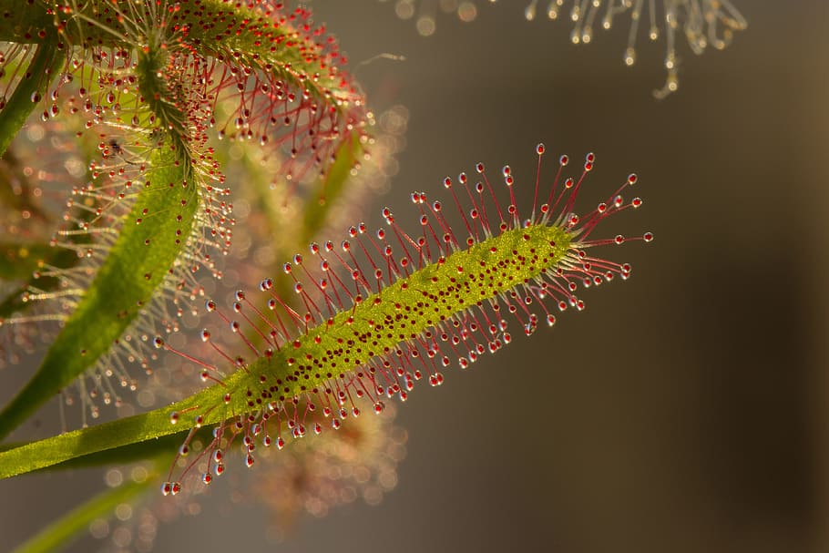 selective focus photo of a plant nectar, sundew, drosera, fishing journal