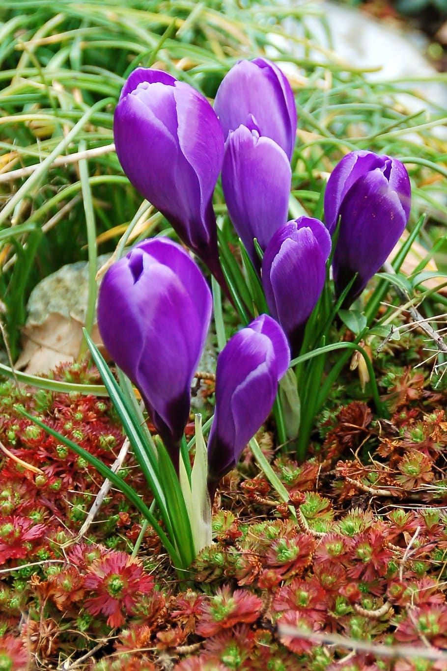 spring, crocus, garden, purple, group, plant, flowering plant HD wallpaper