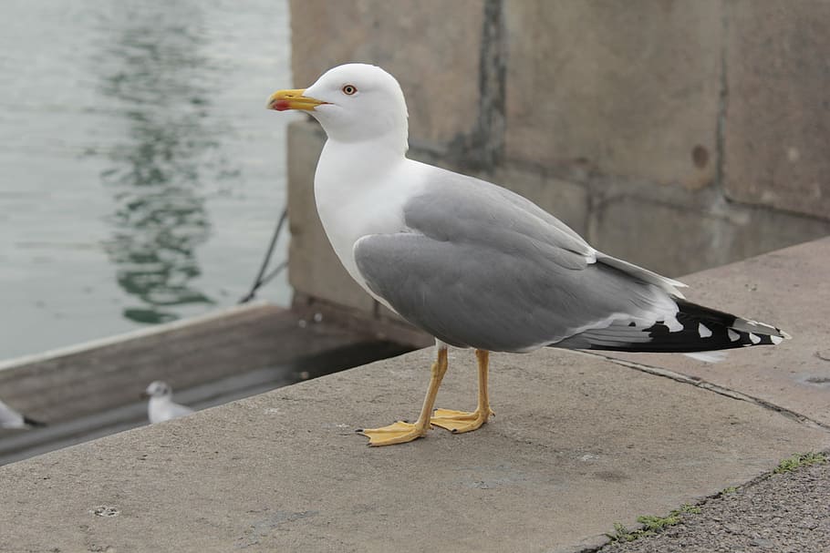 animal, bird, dock, seagull, nature, wildlife, outdoors, sea Bird HD wallpaper