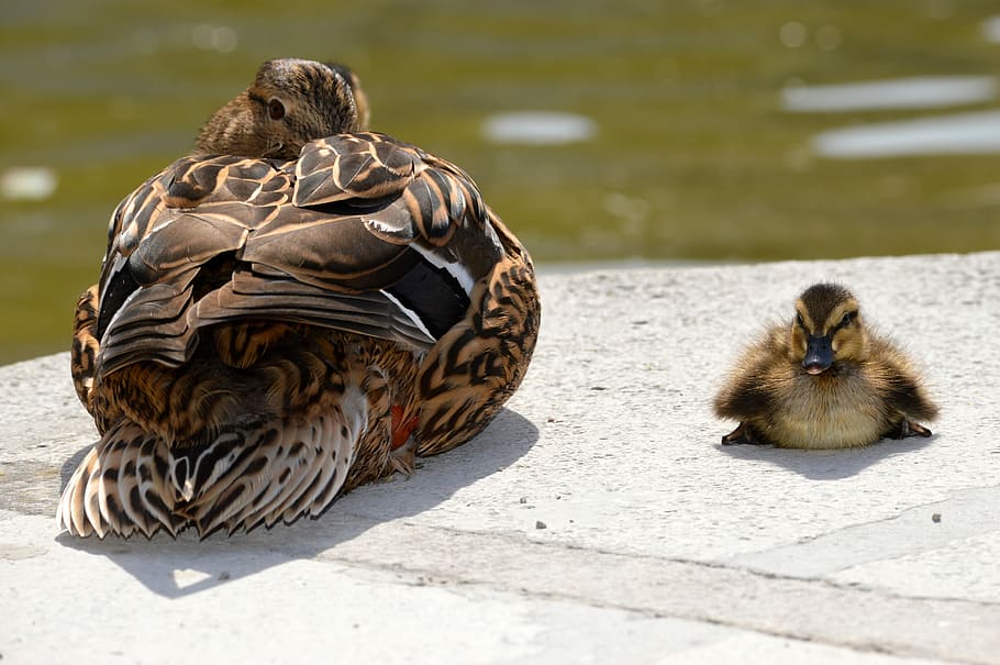 brown duck and duckling near body of water at daytime, ducks HD wallpaper