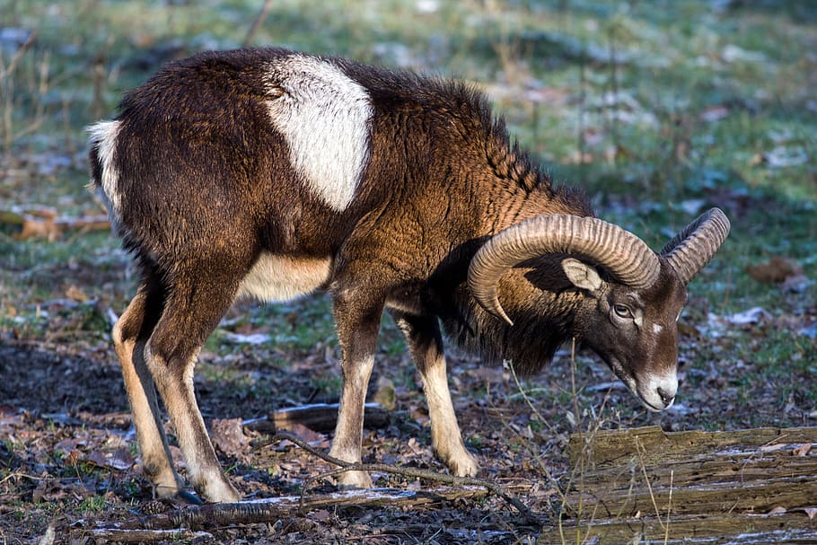 capricorn, wild, animals, animal themes, mammal, one animal HD wallpaper