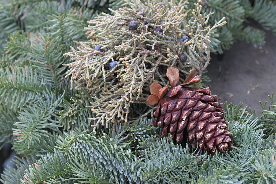 winter, needle, pine, evergreen, cone, branch, tree, plant HD wallpaper