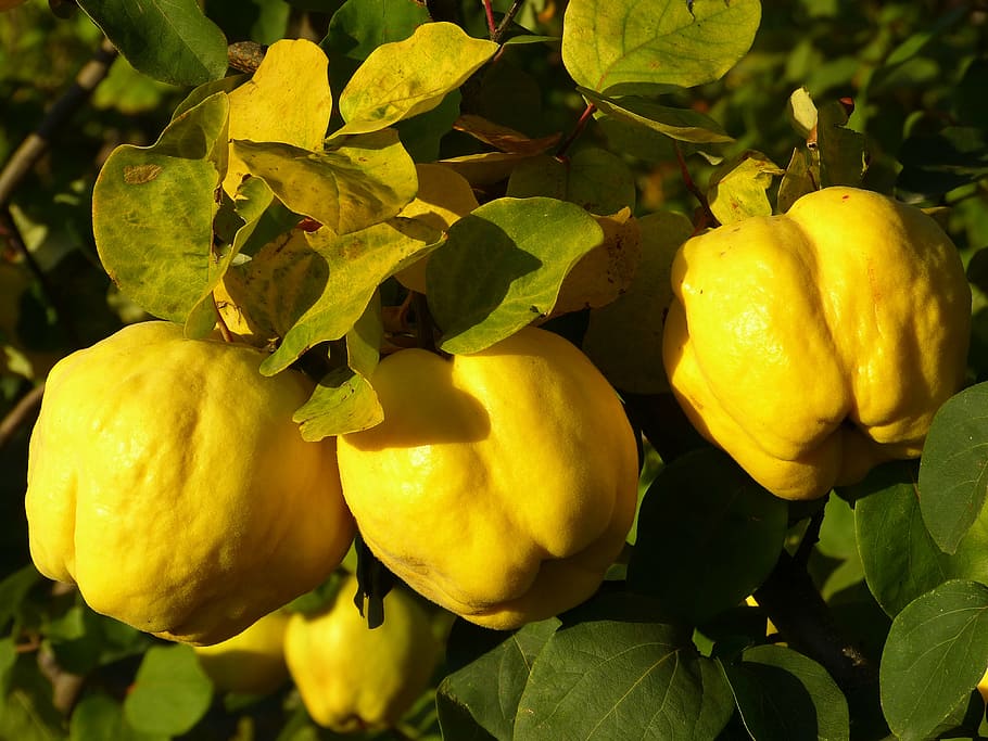 three yellow bell peppers, quince, fruit, plant, leaf, tree HD wallpaper
