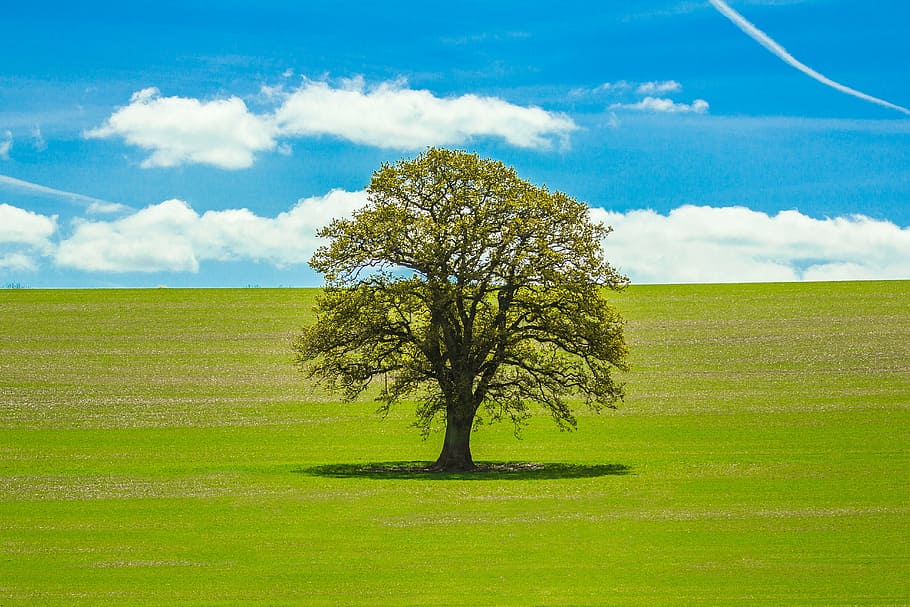 green leafed tree on grass field, spring, country, nature, harmony HD wallpaper