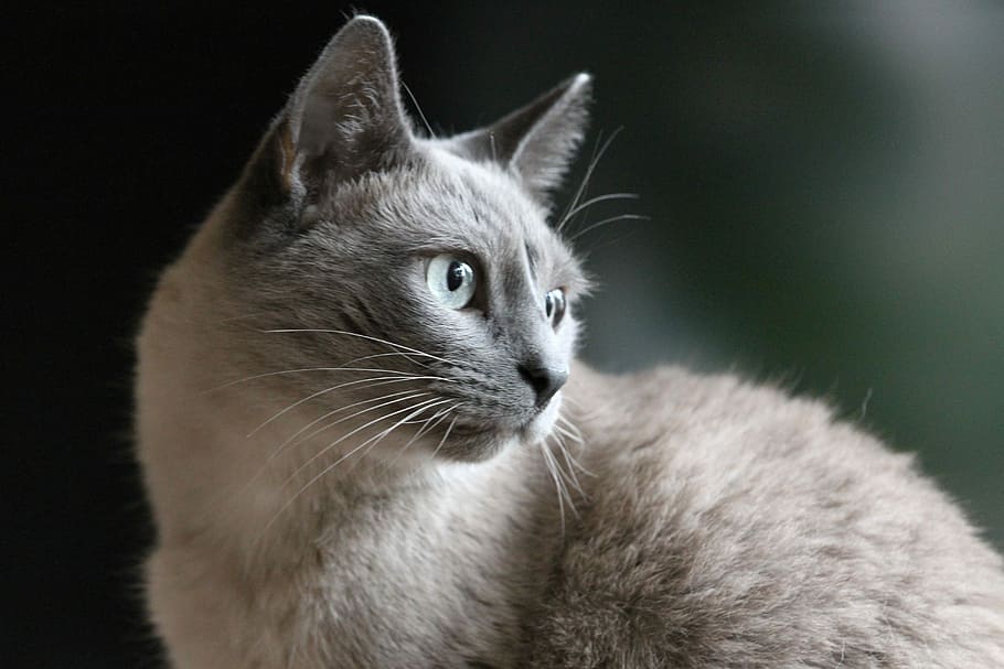 selective focus photography of brown fur cat, cat portrait, siam