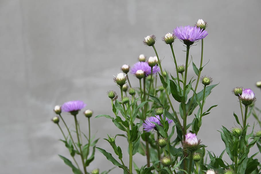 Flower, Violet, Wall, Gray, Spring, blooms, nature, garden HD wallpaper
