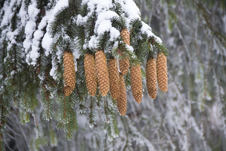 cold, snow, nature, trees, background, blur, branches, close-up HD wallpaper