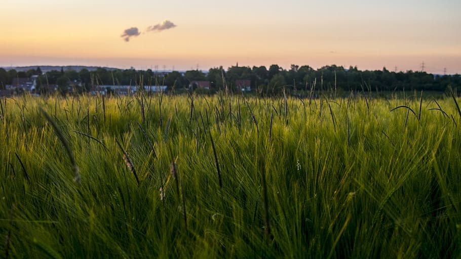 Evening, Sun, Fields, Wheat, Gold, Sky, romantic, abendstimmung HD wallpaper