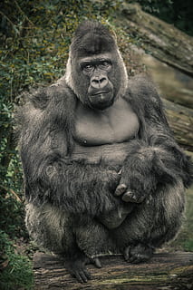 black gorilla sitting on log near green leafed trees, Monkey HD wallpaper