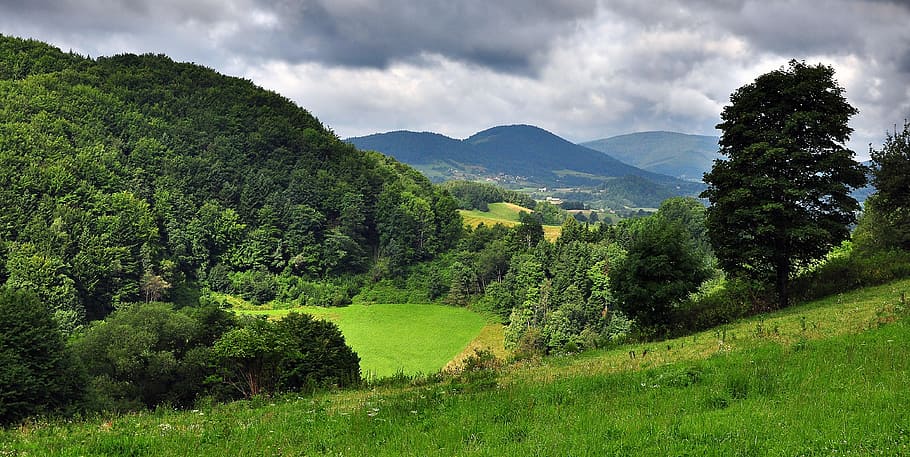 green grass and trees, landscape, field, meadow, clouds, view HD wallpaper