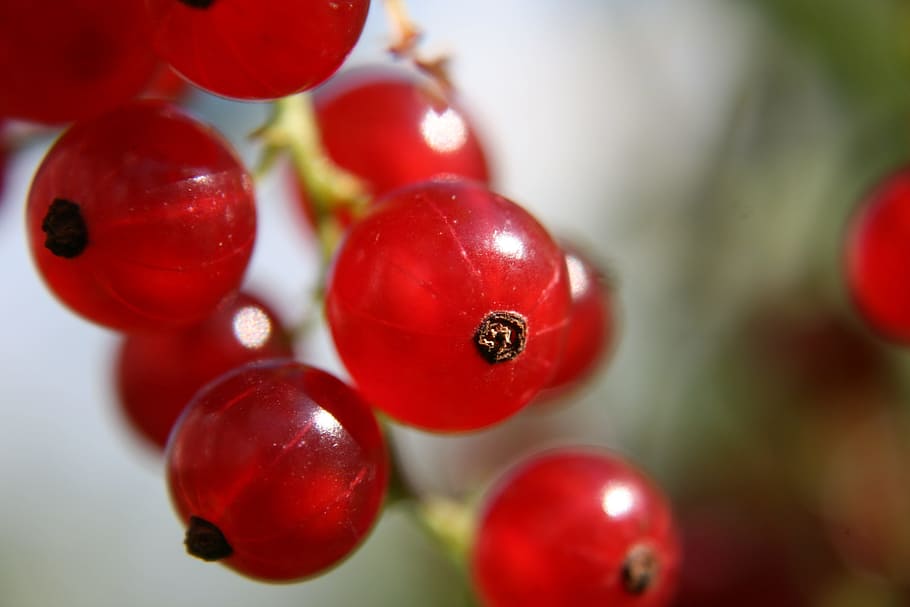 currant, fruit, nature, food, juicy, berry, fruits, red, food and drink HD wallpaper