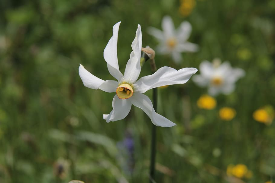 flower, weiss, daffodil, flowering plant, freshness, petal HD wallpaper