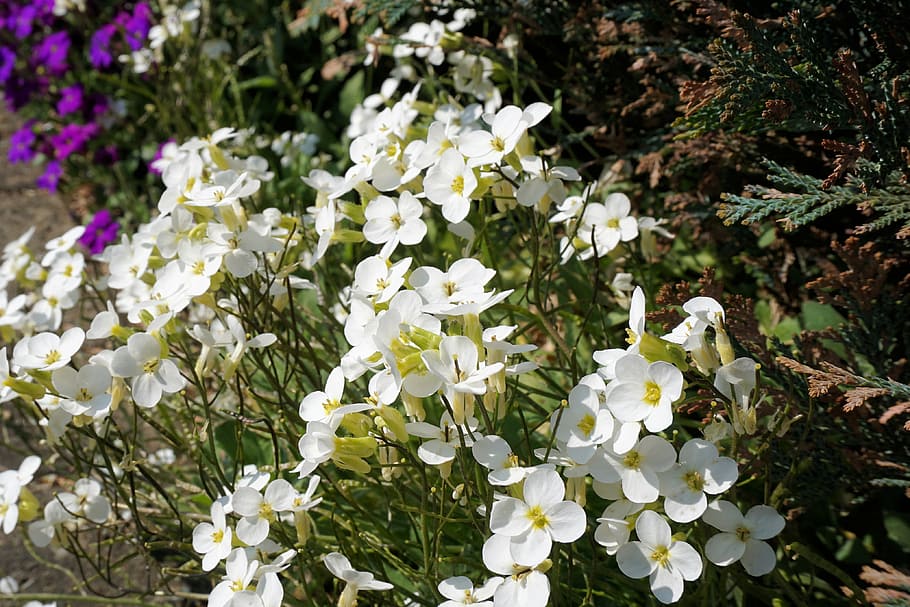 flowers, small, spring, garden, small flower, bloom, cress HD wallpaper