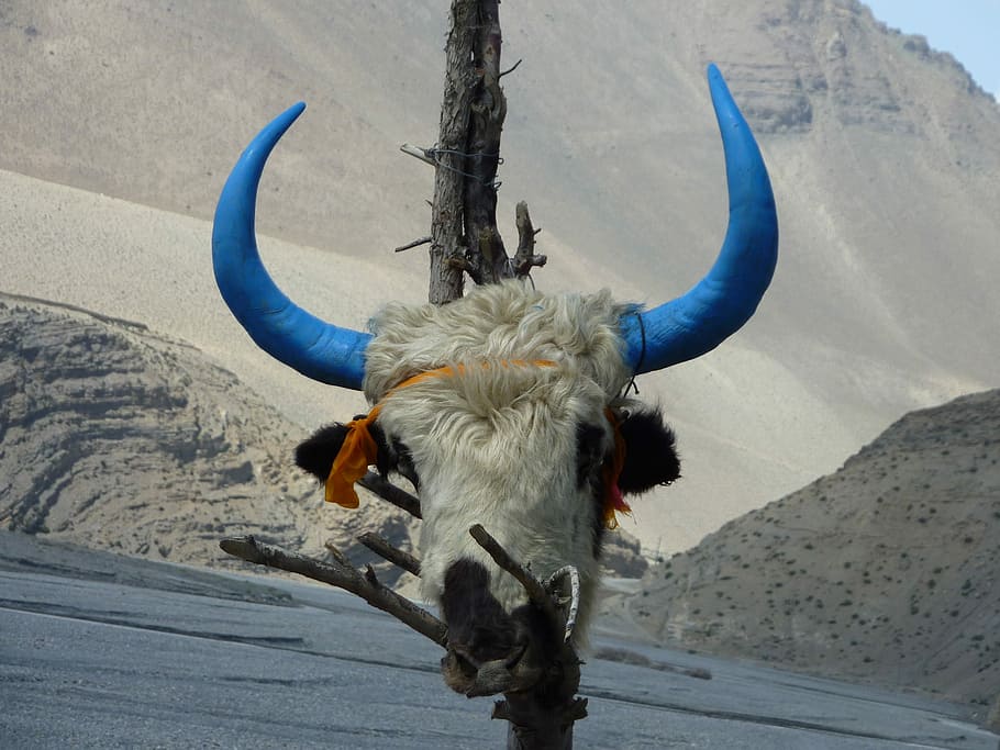 Skull, Bones, Nepal, Annapurna, Bull, himalayas, mountains HD wallpaper