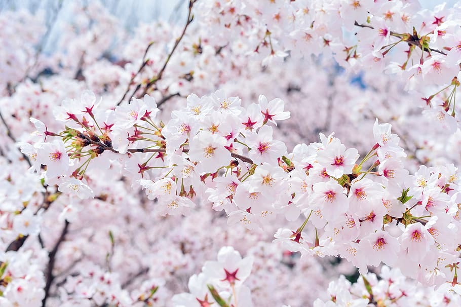 pink-and-white cherry blossoms in bloom close up photo, japan, HD wallpaper