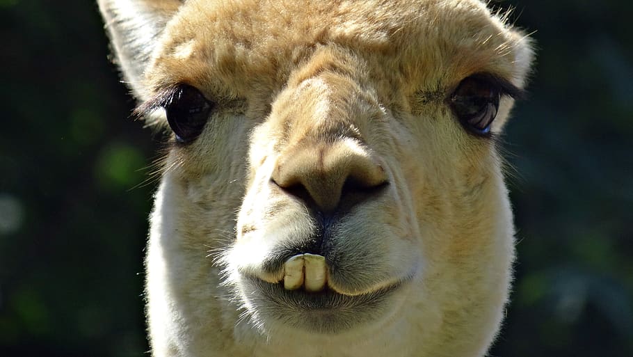 animal, lama, head, comic, cute, animal themes, one animal HD wallpaper