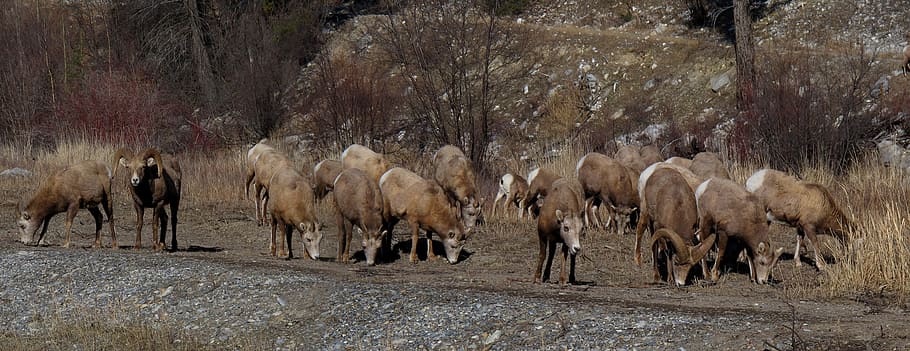 Bighorn Sheep, Animals, Herd, animal wildlife, animals in the wild HD wallpaper