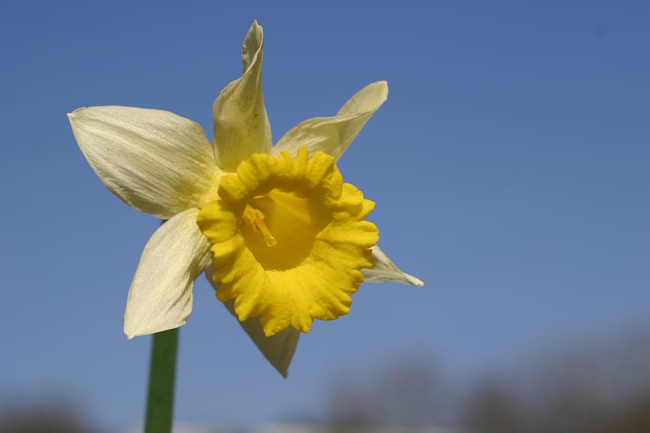 daffodil, flower, spring, flowering plant, yellow, freshness HD wallpaper