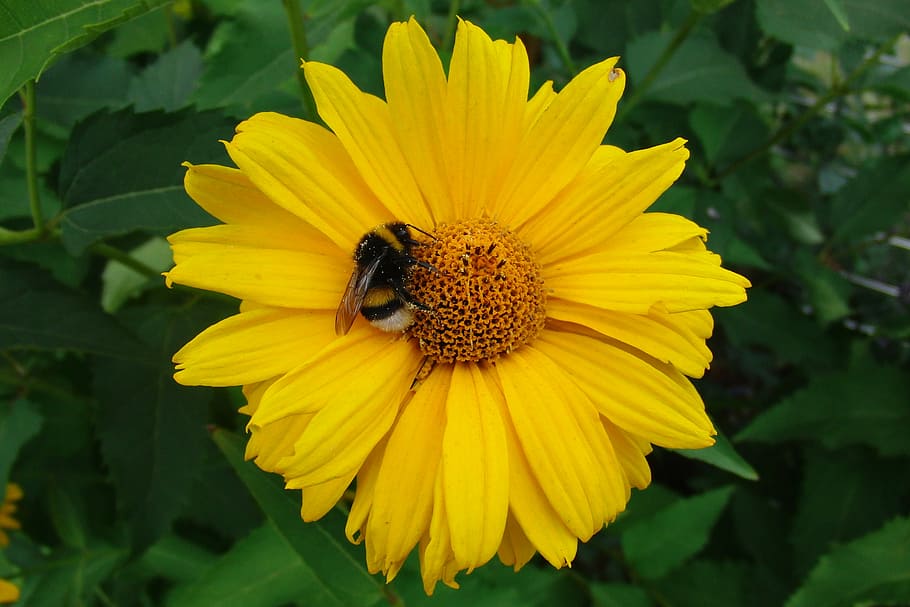 flower, yellow, hummel, insect, yellow flower, close, wild flower HD wallpaper