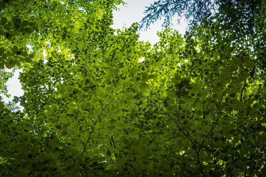 Forest, Deciduous Tree, Tree, Crown, Nature, colors, green HD wallpaper